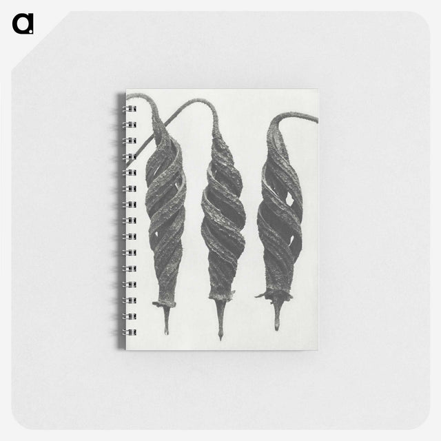1-74_Karl-Blossfeldt_memo