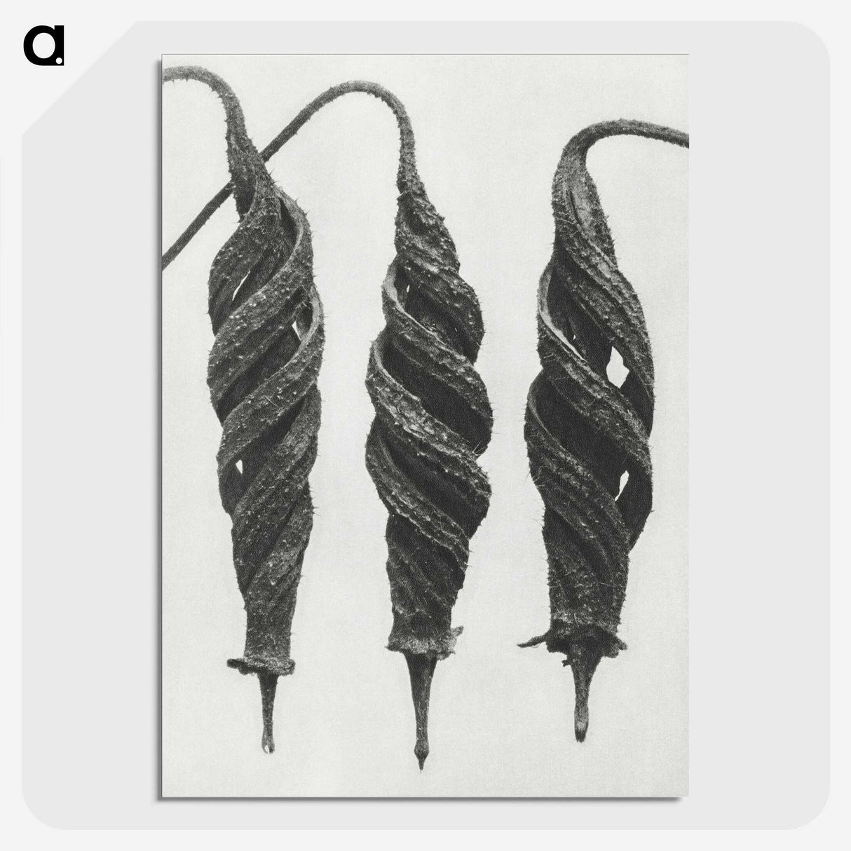 1-74_Karl-Blossfeldt_picture-crop