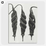 1-74_Karl-Blossfeldt_picture-crop