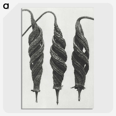 1-74_Karl-Blossfeldt_picture-crop