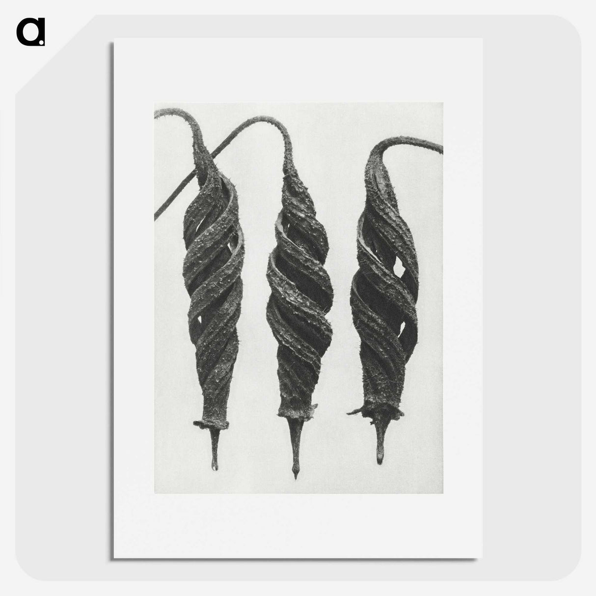 1-74_Karl-Blossfeldt_picture