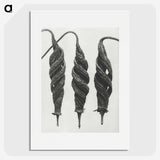 1-74_Karl-Blossfeldt_picture
