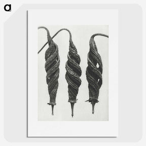 1-74_Karl-Blossfeldt_picture
