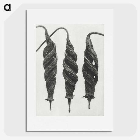 1-74_Karl-Blossfeldt_picture