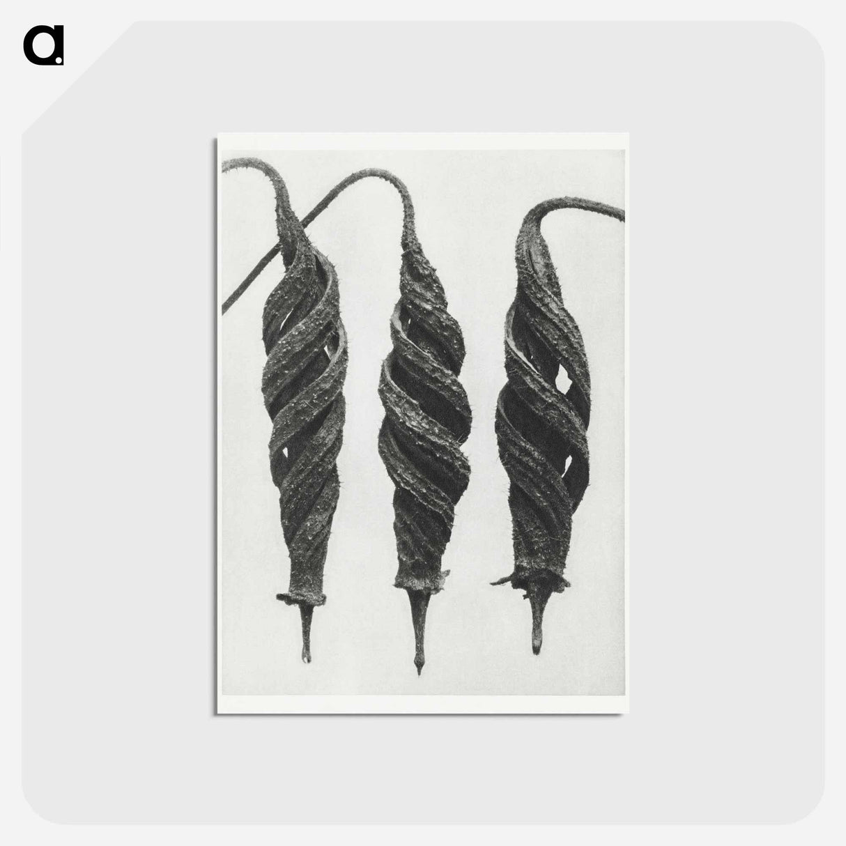 アートポストカード-Cajophora Lateritia and Chili Nettle - カール ブロスフェルト Postcard.
