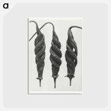 アートポストカード-Cajophora Lateritia and Chili Nettle - カール ブロスフェルト Postcard.