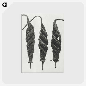 1-74_Karl-Blossfeldt_postcard