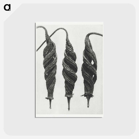 アートポストカード-Cajophora Lateritia and Chili Nettle - カール ブロスフェルト Postcard.