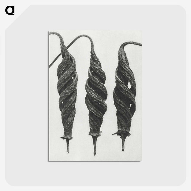 1-74_Karl-Blossfeldt_postcard