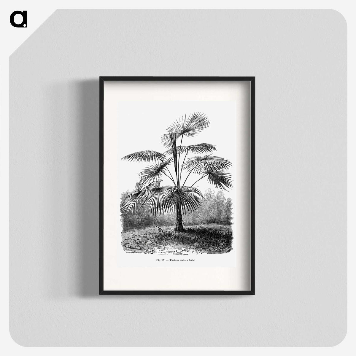 1-74_Les-Palmiers-Histoire-Iconographique_blk