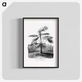 1-74_Les-Palmiers-Histoire-Iconographique_blk