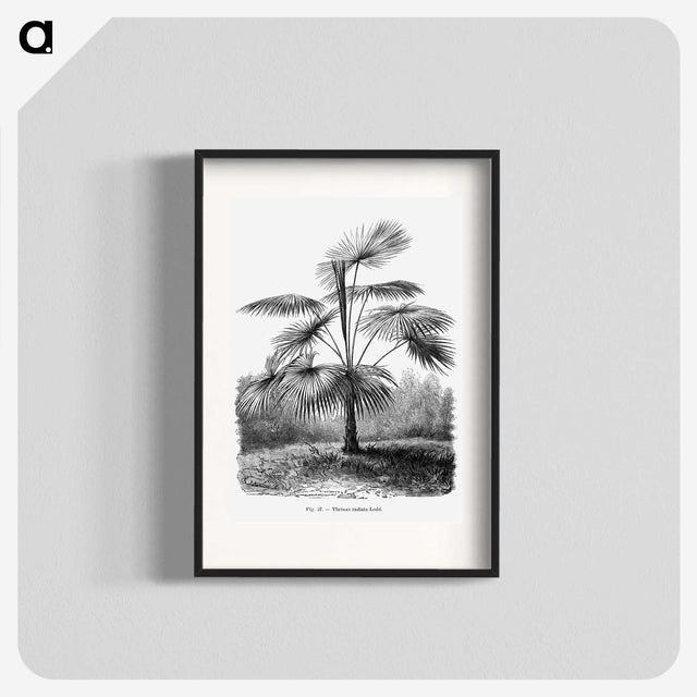 1-74_Les-Palmiers-Histoire-Iconographique_blk