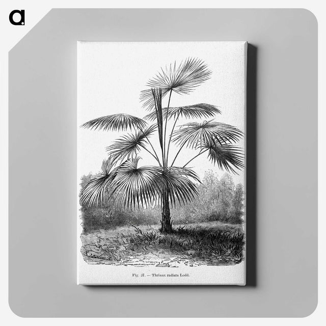 1-74_Les-Palmiers-Histoire-Iconographique_canvas