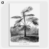 1-74_Les-Palmiers-Histoire-Iconographique_picture-crop