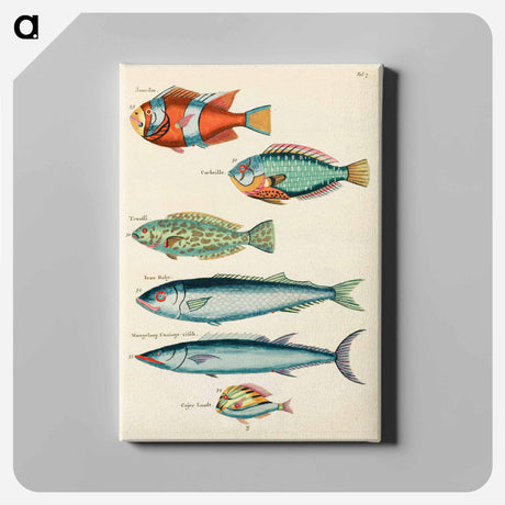 アートパネル-Moluccan Fishes
 - ルイ ルナール Canvas.