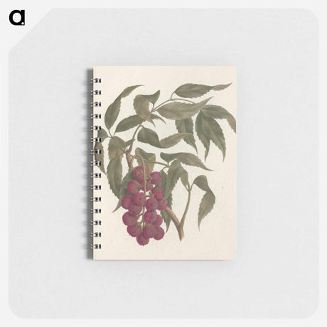 アートメモ帳-Bersame Abyssinica
 - ルイージ バルガーニ Memo.