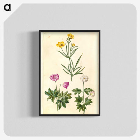 1-74_Maria-Sibylla-Merian_blk-crop