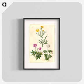アートポスター-Ranunculus and Anemone
 - マリア ジビーラ メーリアン Poster.