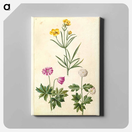 アートパネル-Ranunculus and Anemone
 - マリア ジビーラ メーリアン Canvas.