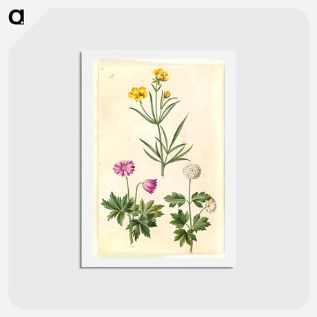 アートポストカード-Ranunculus and Anemone
 - マリア ジビーラ メーリアン Postcard.