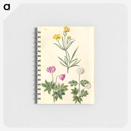 1-74_Maria-Sibylla-Merian_memo
