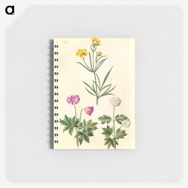 1-74_Maria-Sibylla-Merian_memo