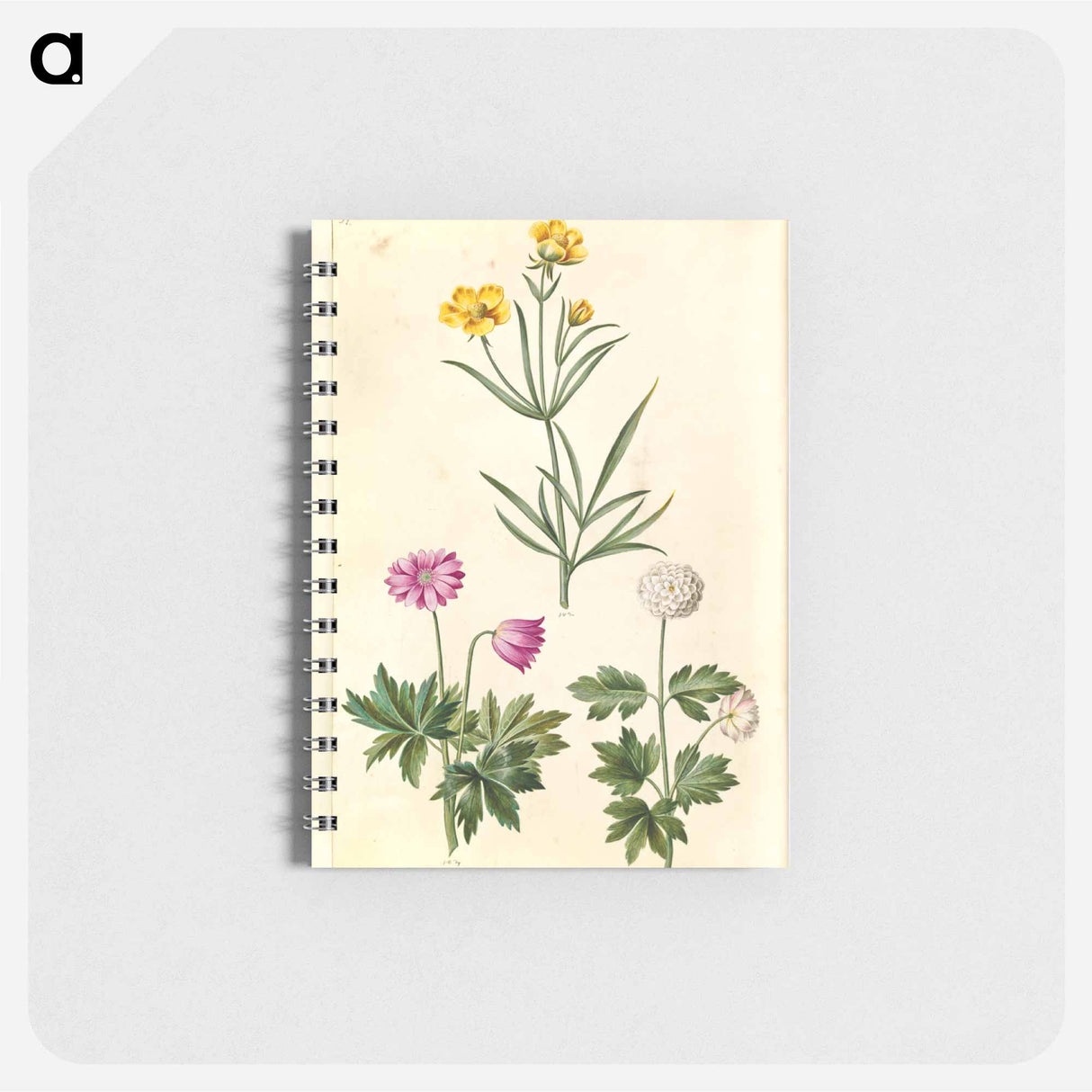 アートメモ帳-Ranunculus and Anemone
 - マリア ジビーラ メーリアン Memo.