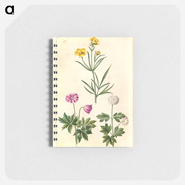 アートメモ帳-Ranunculus and Anemone
 - マリア ジビーラ メーリアン Memo.