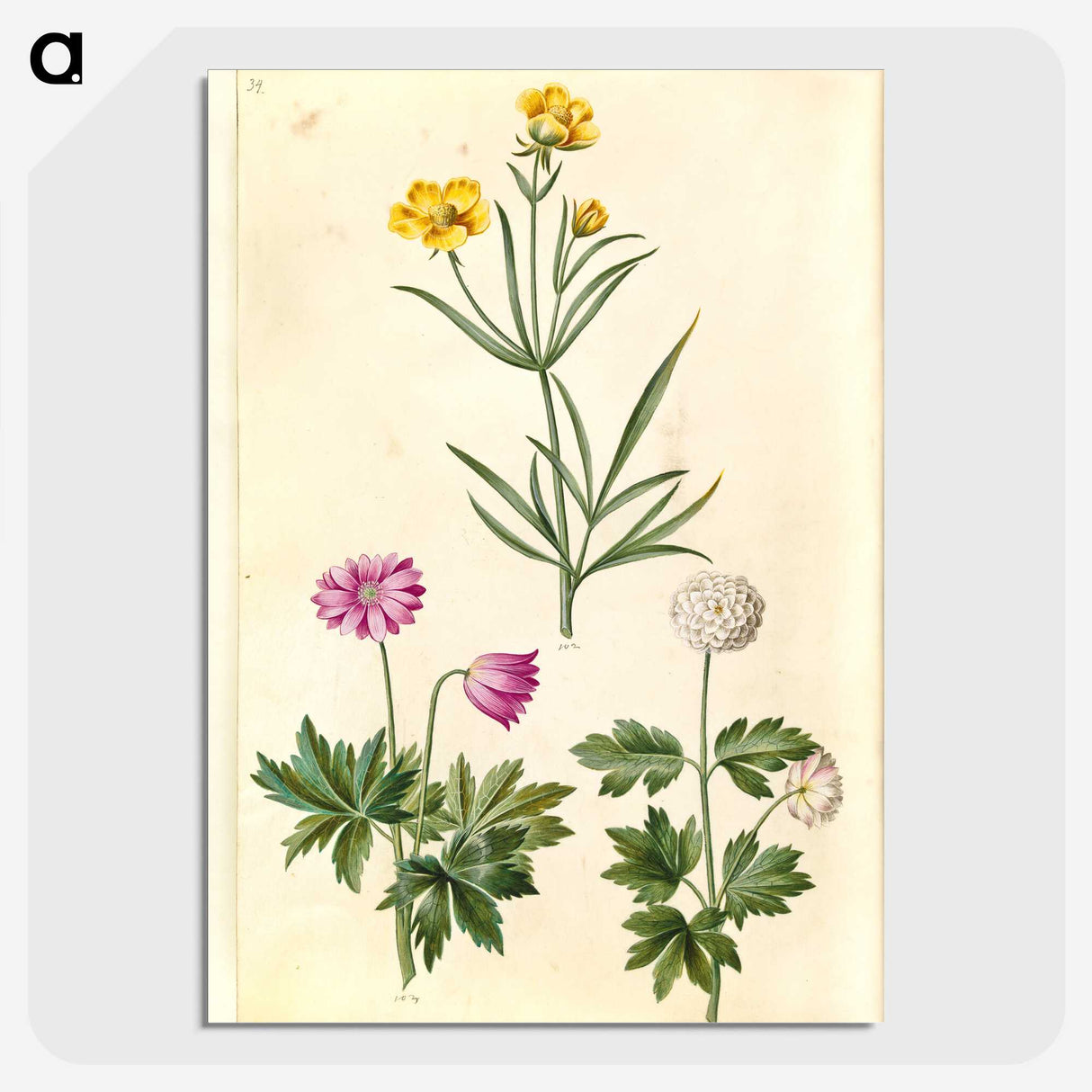 1-74_Maria-Sibylla-Merian_picture-crop