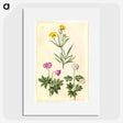 1-74_Maria-Sibylla-Merian_picture
