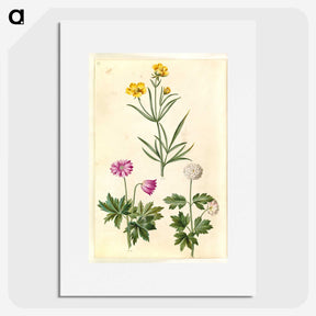 1-74_Maria-Sibylla-Merian_picture