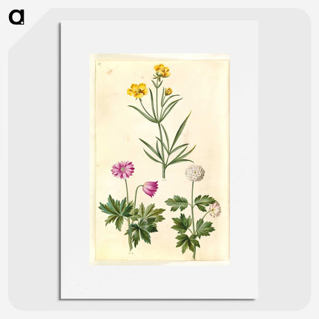 1-74_Maria-Sibylla-Merian_picture