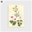 1-74_Maria-Sibylla-Merian_postcard