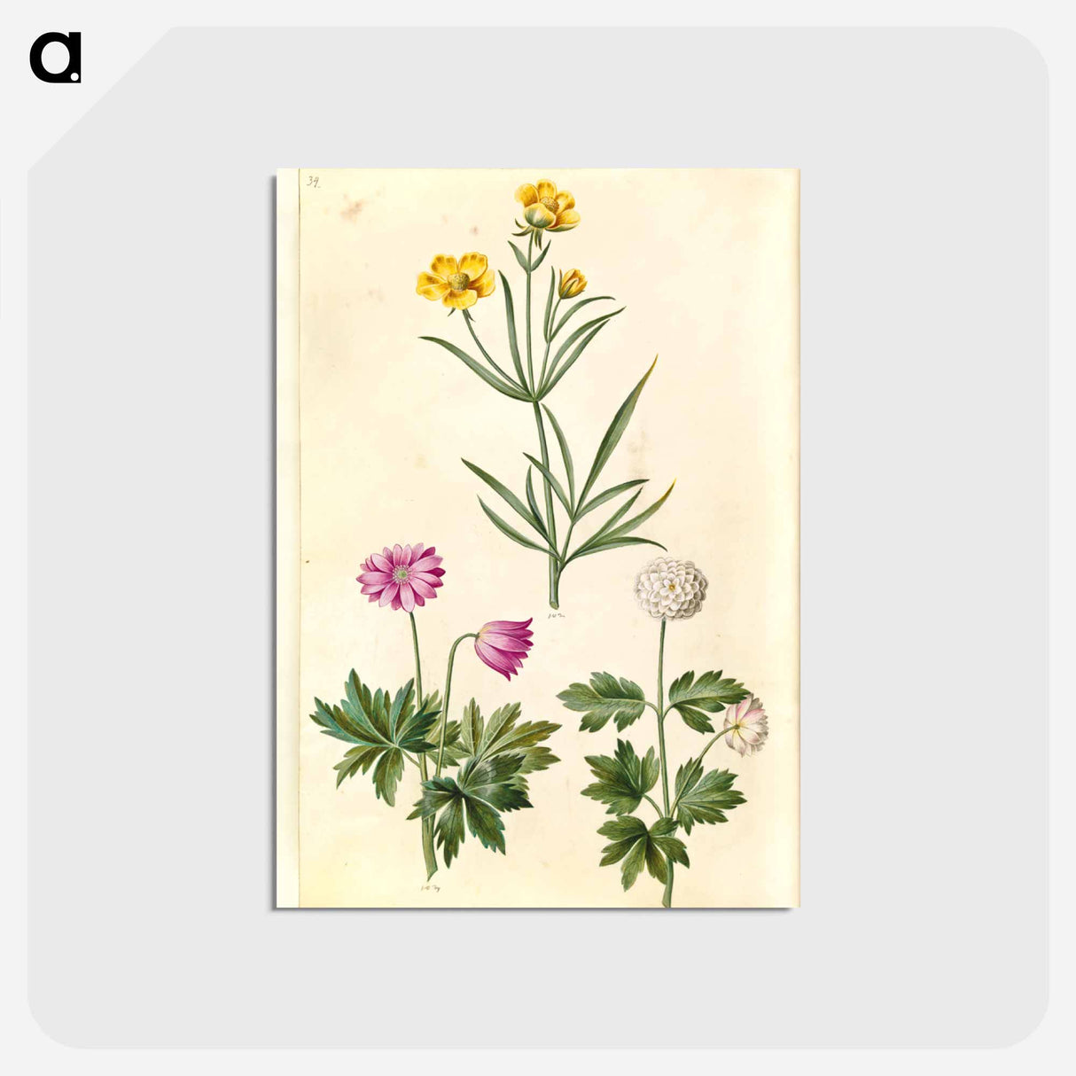 アートポストカード-Ranunculus and Anemone
 - マリア ジビーラ メーリアン Postcard.