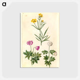 アートポストカード-Ranunculus and Anemone
 - マリア ジビーラ メーリアン Postcard.