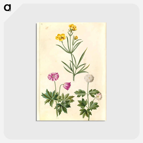 アートポストカード-Ranunculus and Anemone
 - マリア ジビーラ メーリアン Postcard.