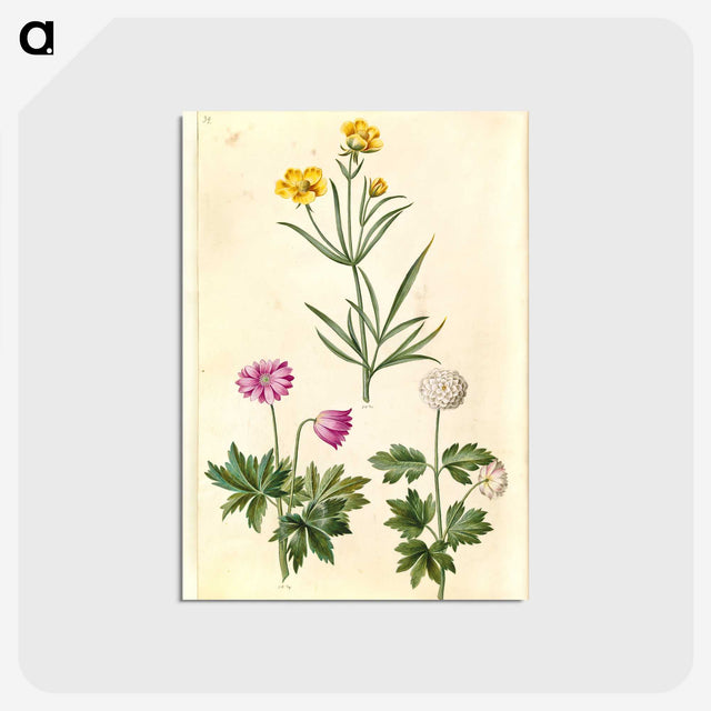 1-74_Maria-Sibylla-Merian_postcard