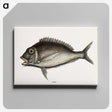 1-74_Mark-Catesby_canvas