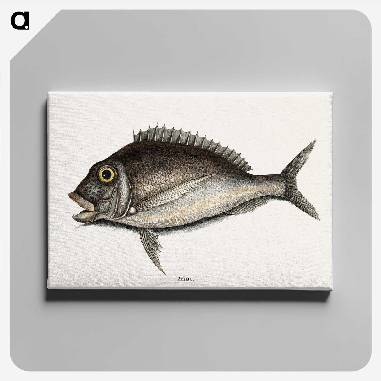 1-74_Mark-Catesby_canvas