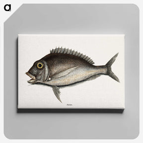 1-74_Mark-Catesby_canvas