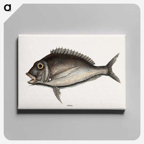 1-74_Mark-Catesby_canvas