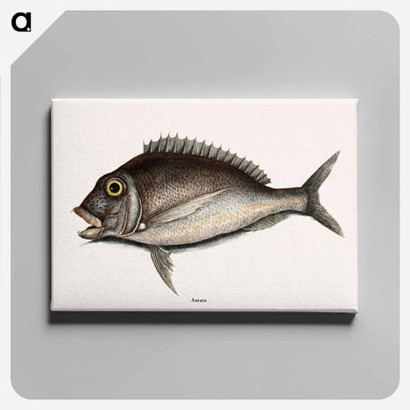 アートパネル-Porgy
 - マーク ケイツビー Canvas.