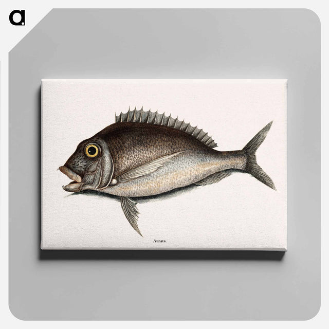 アートパネル-Porgy
 - マーク ケイツビー Canvas.