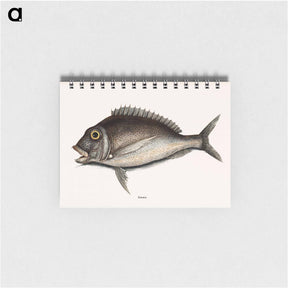 アートメモ帳-Porgy
 - マーク ケイツビー Memo.