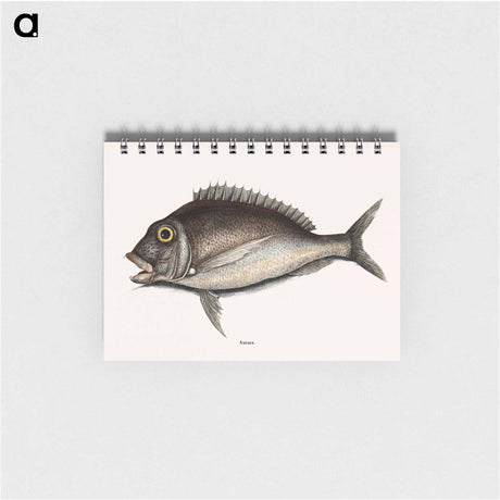 アートメモ帳-Porgy
 - マーク ケイツビー Memo.