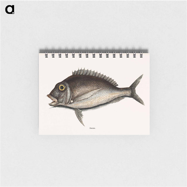 アートメモ帳-Porgy
 - マーク ケイツビー Memo.