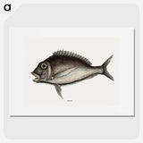 1-74_Mark-Catesby_picture