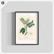 アートポスター-Lentisk Illustration
 - 薬用植物学 Poster.