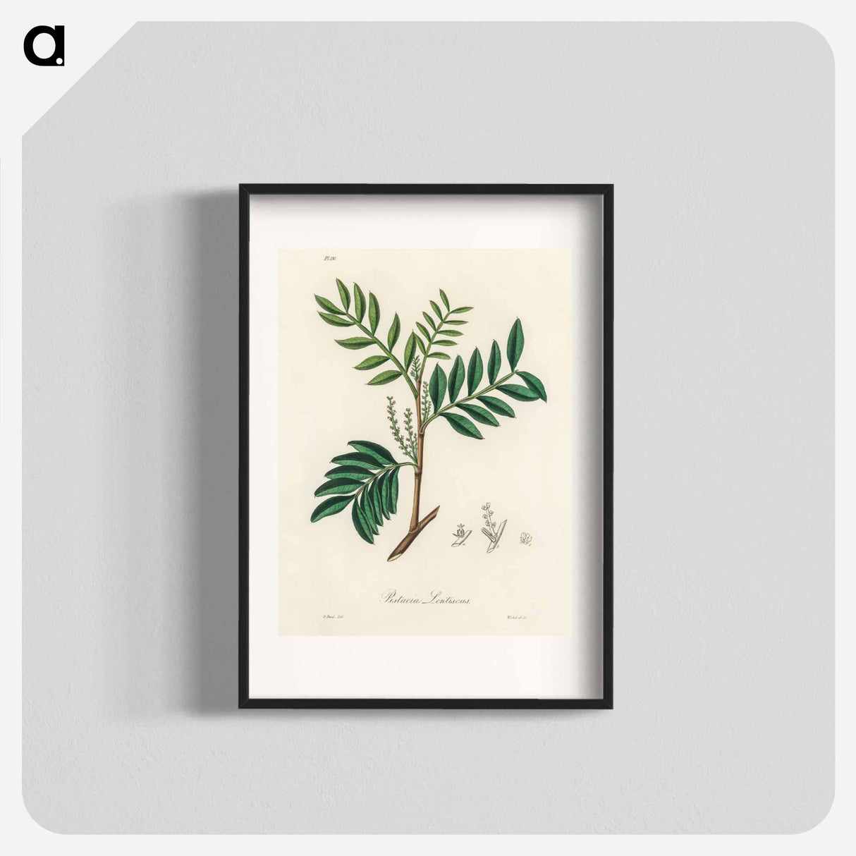 アートポスター-Lentisk Illustration
 - 薬用植物学 Poster.