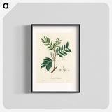 アートポスター-Lentisk Illustration
 - 薬用植物学 Poster.